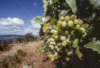 California wine industry