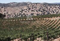 California wine industry