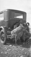 Photograph of Animals Hanging on the Back of a Vehicle