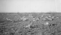 Photograph of Animals Lying in a Field