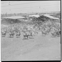 Crowd at the Texas Cowboy Reunion, Stamford, July 2-4, 1959