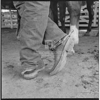 Cowboys at the Texas Cowboy Reunion, Stamford, July 2-4, 1959