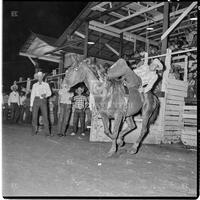 Rodeo at the Texas Cowboy Reunion, Stamford, July 2-4, 1959