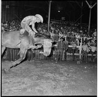 Rodeo at the Texas Cowboy Reunion, Stamford, July 2-4, 1959