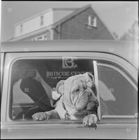 Dog through car window