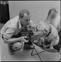 Jerry Cooke at work scratching a dog in a chair