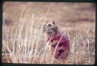 Prairie Dog With Nest Material