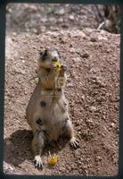 Prairie Dog with Flower