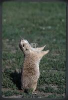 Prairie Dog Calling