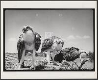 Young Ospreys in Nest