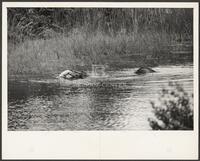 Alligator Eating in the Water