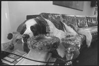 Dog therapist, February 1976