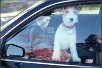 Dogs in cars