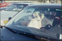 Dogs in cars