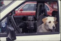 Dogs in cars