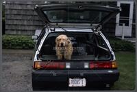 Dogs in cars