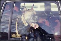 Dogs in cars