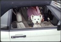 Dogs in cars