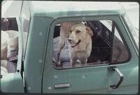 Dogs in cars