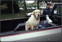 Dogs in cars