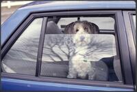 Dogs in cars