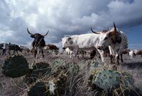 Texas [cattle]