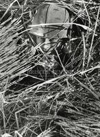 Taking cover with rice straw