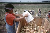 Farm workers