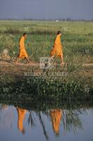 Buddhist Monks in Thailand
