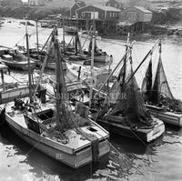 Fishing boats, Nova Scotia, ca. 1951-52