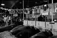 Austin Livestock Show, 1954