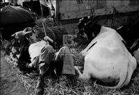 Austin Livestock Show, 1954