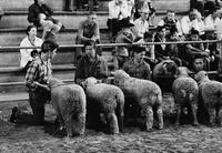 Austin Livestock Show, 1957