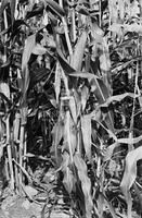 Corn stalks