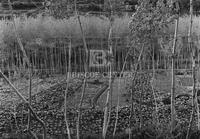 Vegetable garden, Piazza Armerina, Sicily, 1960