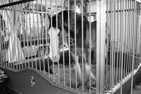 Clydesdale horse at the fair