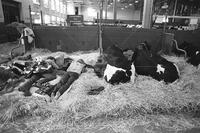 Cows and their caretakers resting at the Minnesota State Fair