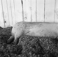 Hog at the Virginia State Fair