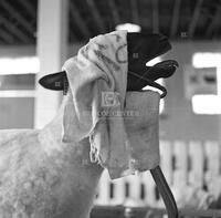 Sheep getting trimmed for show at the Virginia Satate Fair