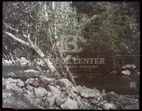 Barton Creek, Scamore trees