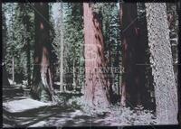 Redwood trees, Yosemite