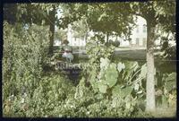 Beck's Pond, University of Texas, Austin