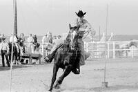 Cutting horses in Texas