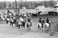 Cutting horses in Texas