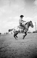 Cutting horses in Texas