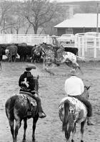 Cutting horses in Texas