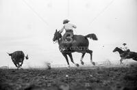 Cowboys roping cattle; Faces of Texas