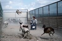 Agriculture; Fallow deer