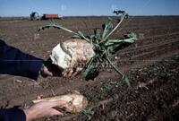 Agriculture; [Sugar beets]