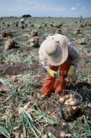 Agriculture; Onions, McAllen, Texas